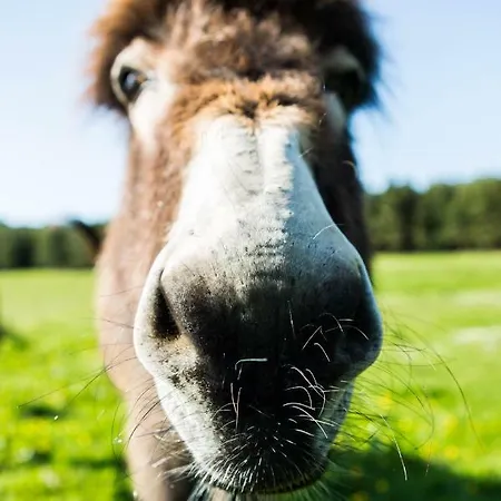 Clissmann Horse Caravans Glamping Lüks kamp alanı
