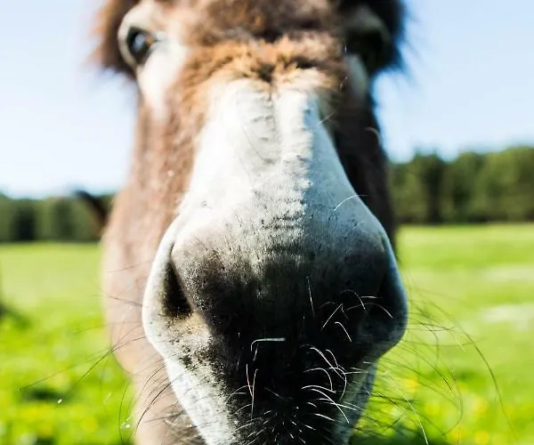 Clissmann Horse Caravans Glamping Luxe tent