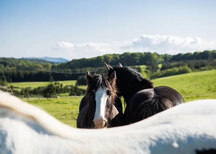 Clissmann Horse Caravans Glamping אוהל מפואר